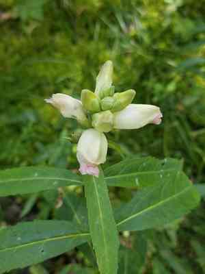 White Turtlehead(Chelone glabra)