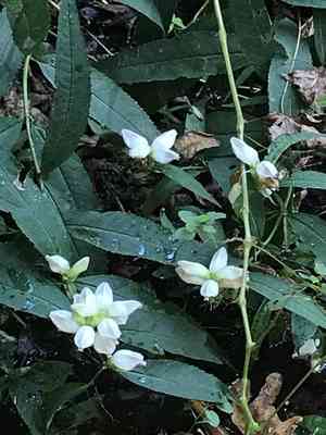 White Turtlehead(Chelone glabra)