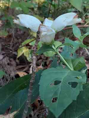 White Turtlehead(Chelone glabra)