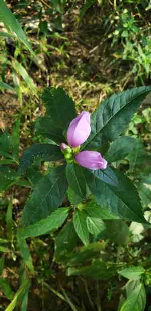Red turtlehead(Chelone obliqua)