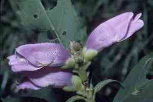 Red turtlehead(Chelone obliqua)