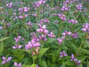 Red turtlehead(Chelone obliqua)