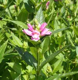 Red turtlehead(Chelone obliqua)
