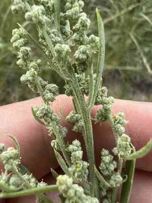 Aridland goosefoot(Chenopodium desiccatum)