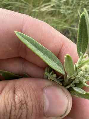 Aridland goosefoot(Chenopodium desiccatum)