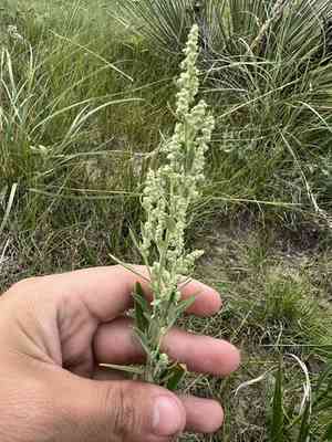 Aridland goosefoot(Chenopodium desiccatum)