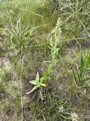 Aridland goosefoot(Chenopodium desiccatum)