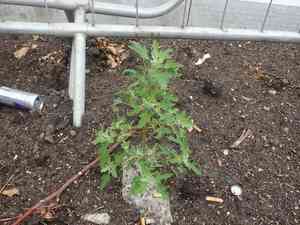 Fig-leaved goosefoot(Chenopodium ficifolium)