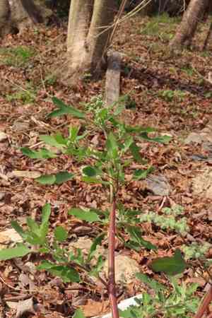 Fig-leaved goosefoot(Chenopodium ficifolium)