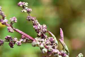 Fig-leaved goosefoot(Chenopodium ficifolium)