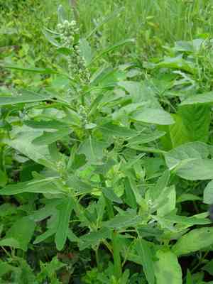 Fig-leaved goosefoot(Chenopodium ficifolium)