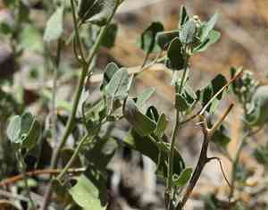Fremont's goosefoot(Chenopodium fremontii)
