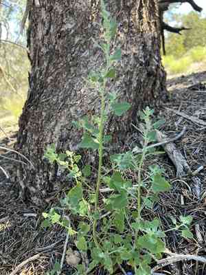 Fremont's goosefoot(Chenopodium fremontii)