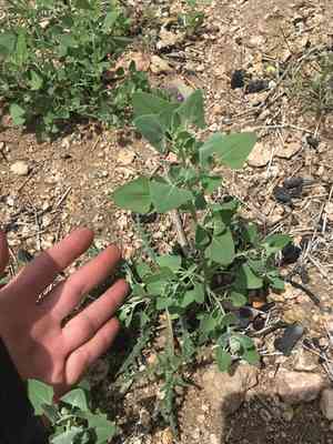 Fremont's goosefoot(Chenopodium fremontii)