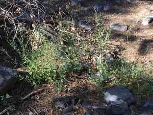 Fremont's goosefoot(Chenopodium fremontii)