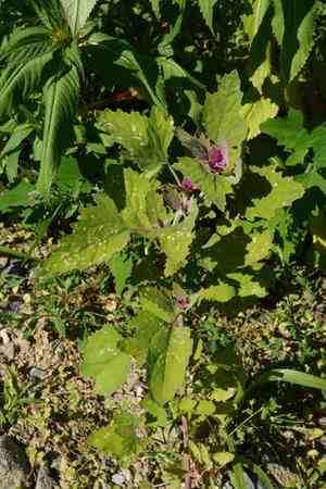 Tree spinach(Chenopodium giganteum)