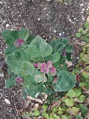 Tree spinach(Chenopodium giganteum)
