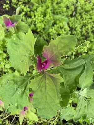 Tree spinach(Chenopodium giganteum)