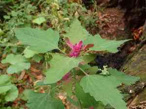 Tree spinach(Chenopodium giganteum)