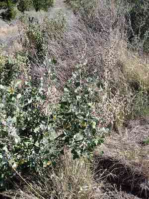 Alaweo(Chenopodium oahuense)