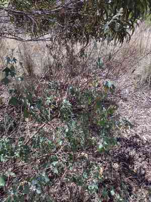 Alaweo(Chenopodium oahuense)
