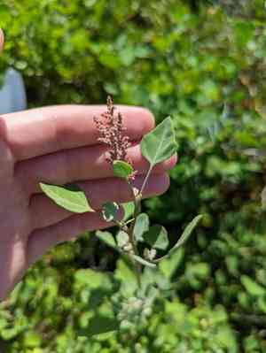 Alaweo(Chenopodium oahuense)