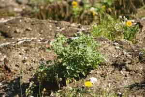 Alaweo(Chenopodium oahuense)