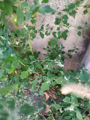 Seaport Goosefoot(Chenopodium opulifolium)