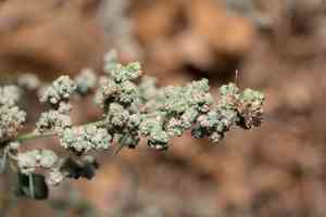 Seaport Goosefoot(Chenopodium opulifolium)