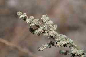 Seaport Goosefoot(Chenopodium opulifolium)