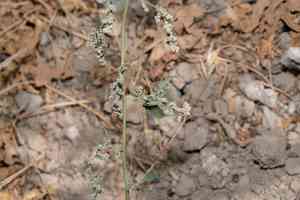 Seaport Goosefoot(Chenopodium opulifolium)