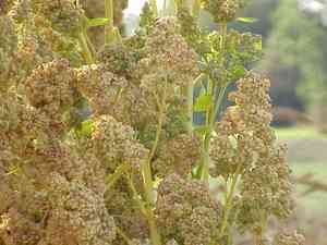 Quinoa(Chenopodium quinoa)