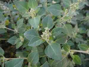 Stinking goosefoot(Chenopodium vulvaria)