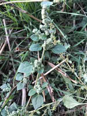 Stinking goosefoot(Chenopodium vulvaria)