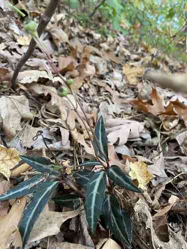 Spotted wintergreen(Chimaphila maculata)