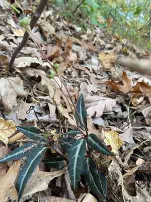 Spotted wintergreen(Chimaphila maculata)