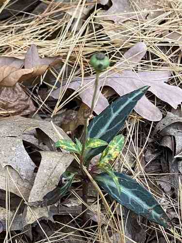 Spotted wintergreen(Chimaphila maculata)