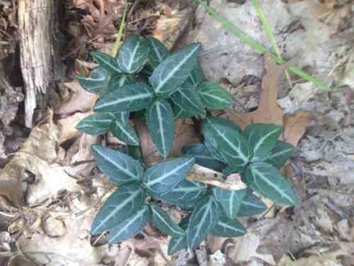 Spotted wintergreen(Chimaphila maculata)