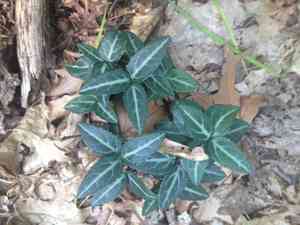 Spotted wintergreen(Chimaphila maculata)