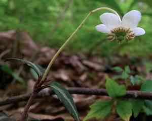 Spotted wintergreen(Chimaphila maculata)