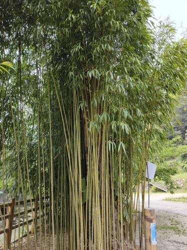 Square bamboo