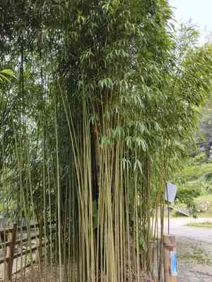 Square bamboo(Chimonobambusa quadrangularis)