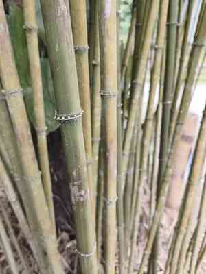 Square bamboo(Chimonobambusa quadrangularis)