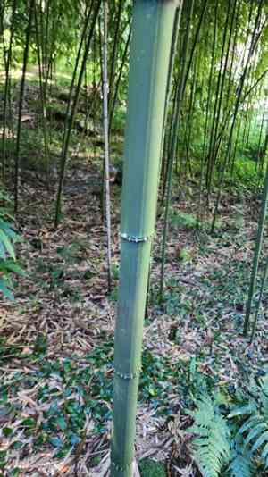 Square bamboo(Chimonobambusa quadrangularis)