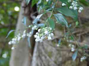 West indian milkberry(Chiococca alba)