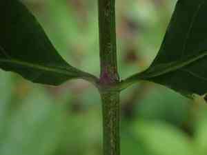 West indian milkberry(Chiococca alba)