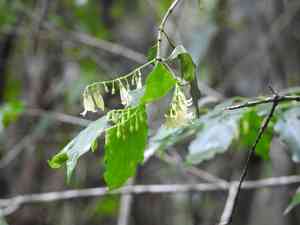 West indian milkberry(Chiococca alba)
