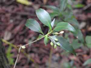 West indian milkberry(Chiococca alba)
