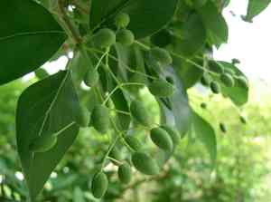 Chinese fringetree(Chionanthus retusus)