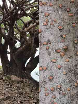 Chinese fringetree(Chionanthus retusus)